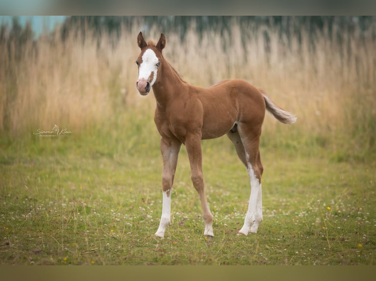American Quarter Horse Hengst Fohlen (06/2025) Fuchs in Altenkirchen