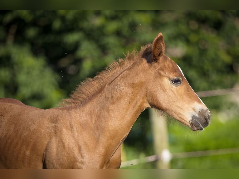 American Quarter Horse Hengst Fohlen (07/2024) Fuchs in Dietenheim