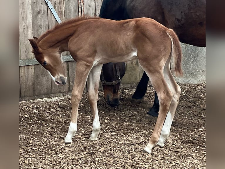 American Quarter Horse Hengst  Fuchs in Iggingen