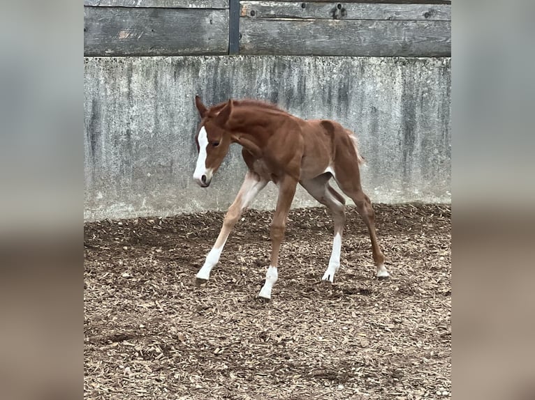 American Quarter Horse Hengst  Fuchs in Iggingen