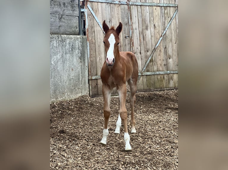 American Quarter Horse Hengst  Fuchs in Iggingen