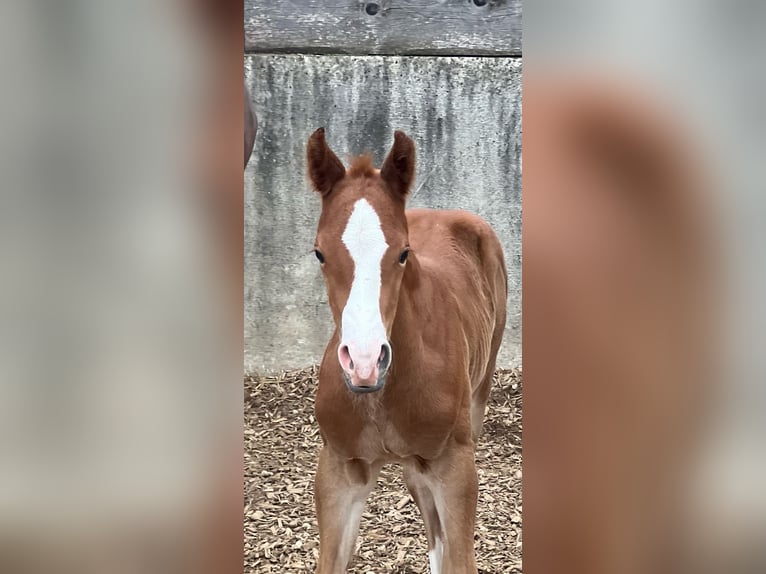American Quarter Horse Hengst  Fuchs in Iggingen
