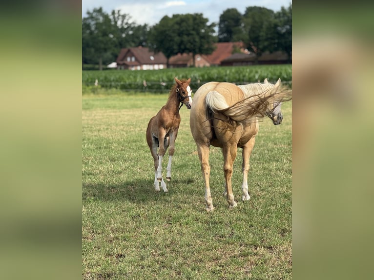 American Quarter Horse Hengst Fohlen (05/2025) Fuchs in Meppen