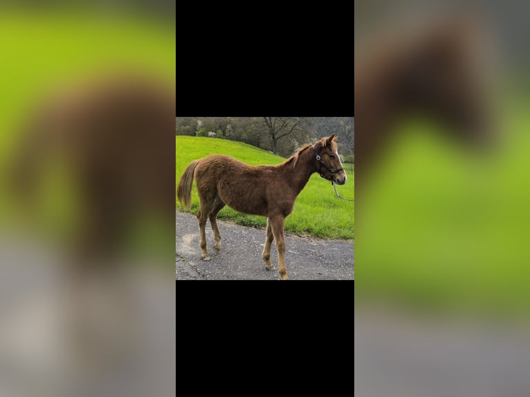 American Quarter Horse Hengst  Fuchs in Oensingen
