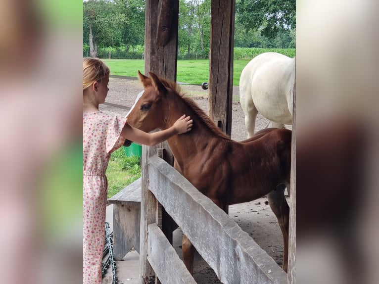 American Quarter Horse Hengst Fohlen (06/2026) Fuchs in Zenderen