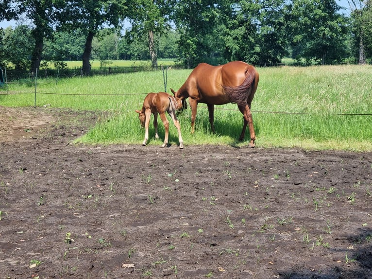 American Quarter Horse Hengst Fohlen (06/2026) Fuchs in Zenderen