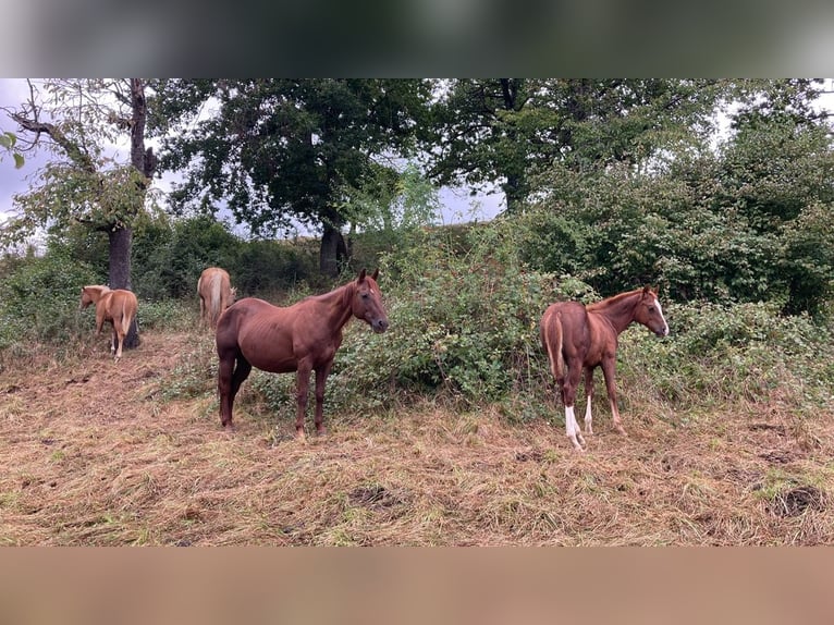 American Quarter Horse Hengst  Fuchs in Balingen