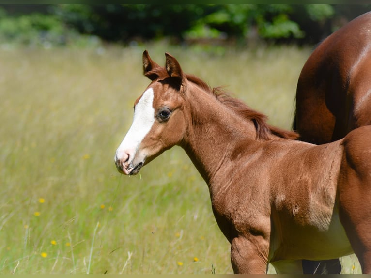 American Quarter Horse Hengst  Fuchs in Fichtelberg