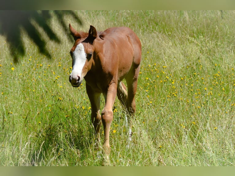 American Quarter Horse Hengst  Fuchs in Fichtelberg