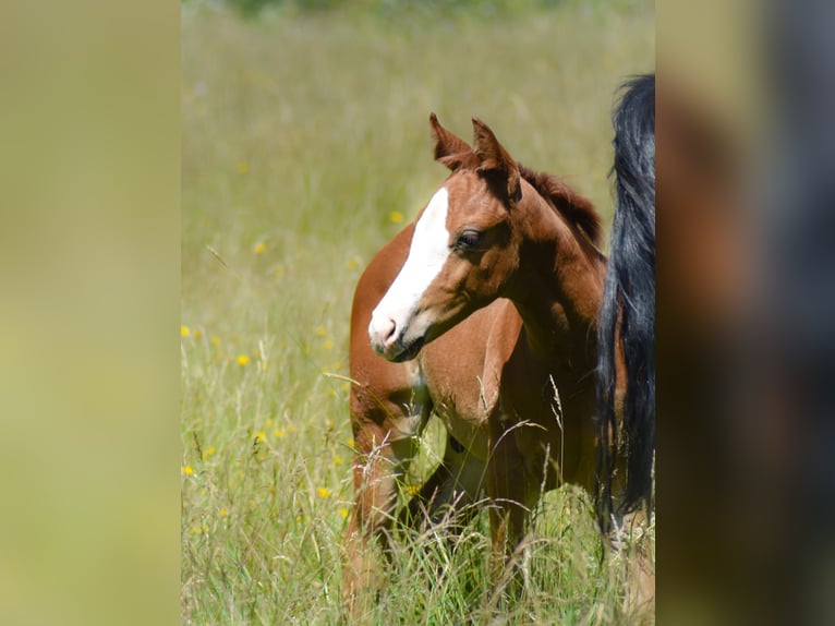 American Quarter Horse Hengst  Fuchs in Fichtelberg
