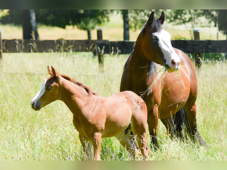 American Quarter Horse Hengst  Fuchs in Fichtelberg