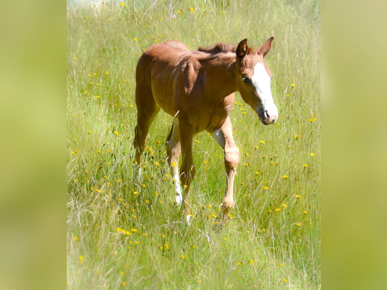 American Quarter Horse Hengst  Fuchs in Fichtelberg