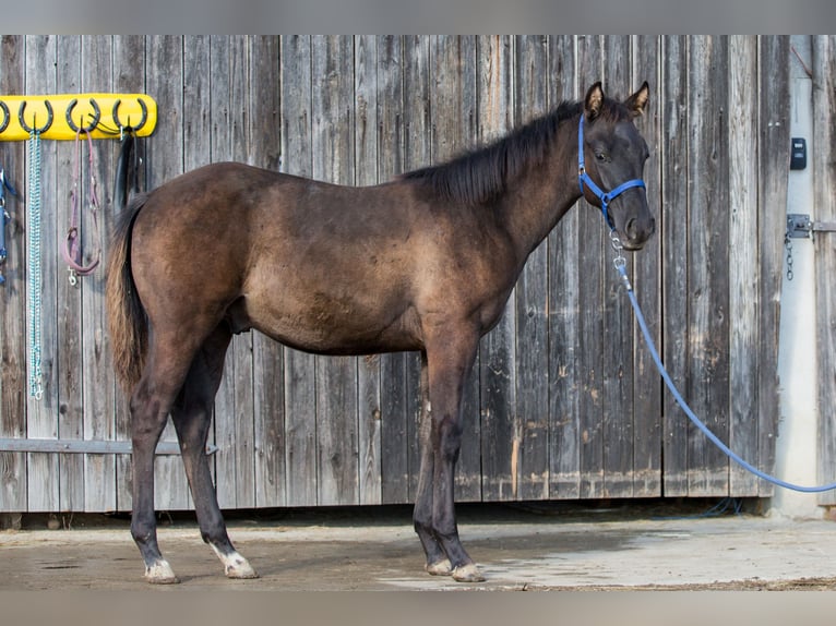 American Quarter Horse Hengst Fohlen (04/2024) Grullo in Oisnitz