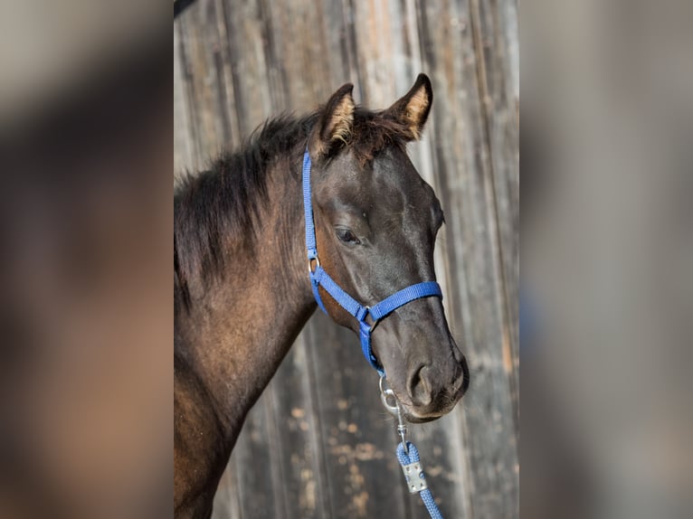 American Quarter Horse Hengst Fohlen (04/2024) Grullo in Oisnitz