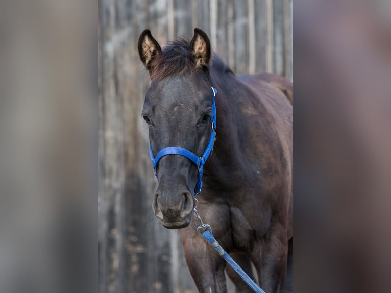 American Quarter Horse Hengst Fohlen (04/2024) Grullo in Oisnitz