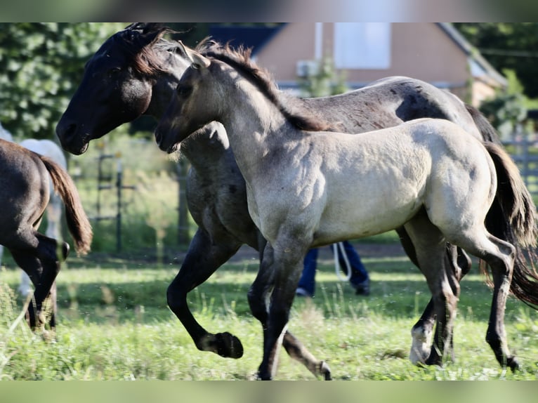 American Quarter Horse Hengst Fohlen (04/2024) Grullo in Falkensee