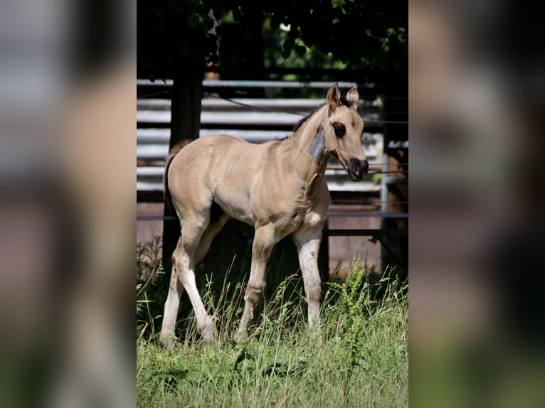 American Quarter Horse Hengst Fohlen (04/2024) Grullo in Falkensee