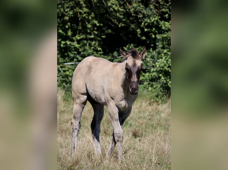 American Quarter Horse Hengst Fohlen (04/2024) Grullo in Falkensee