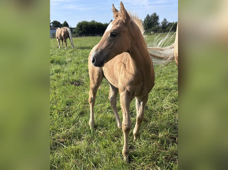 American Quarter Horse Hengst Fohlen (06/2026) Palomino in Hagen im BremischenHagen im Bremischen