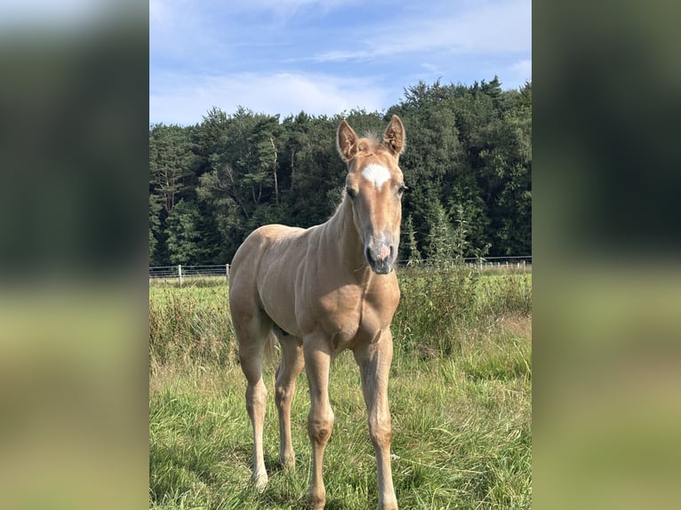 American Quarter Horse Hengst Fohlen (06/2026) Palomino in Hagen im BremischenHagen im Bremischen