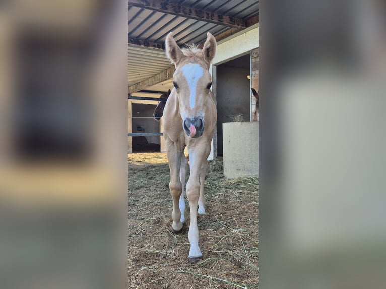 American Quarter Horse Hengst Fohlen (06/2025) Palomino in Buggingen