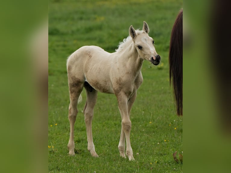 American Quarter Horse Hengst Fohlen (04/2024) Palomino in Biberach an der Riß