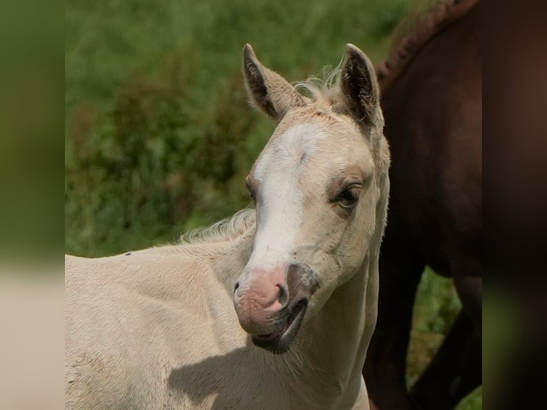 American Quarter Horse Hengst Fohlen (04/2024) Palomino in Biberach an der Riß