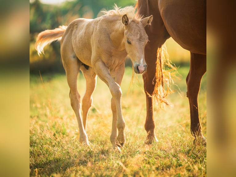 American Quarter Horse Hengst Fohlen (05/2025) Palomino in Sankt Leon-RotSt. Leon-Rot