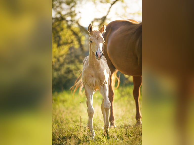 American Quarter Horse Hengst Fohlen (05/2025) Palomino in Sankt Leon-RotSt. Leon-Rot