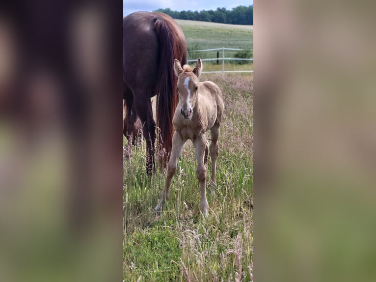 American Quarter Horse Hengst  Palomino in Dellfeld