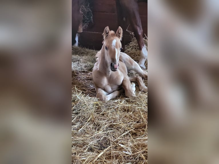American Quarter Horse Hengst  Palomino in Dellfeld