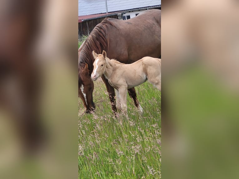 American Quarter Horse Hengst  Palomino in Dellfeld