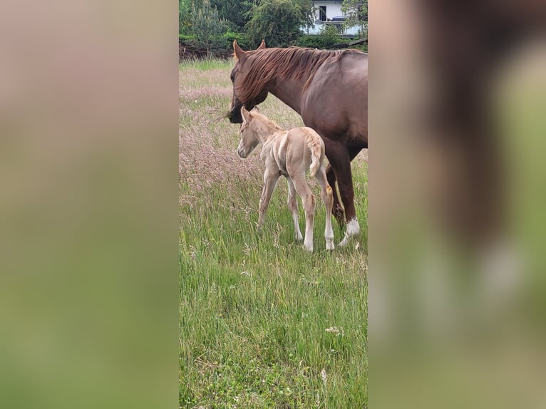 American Quarter Horse Hengst  Palomino in Dellfeld