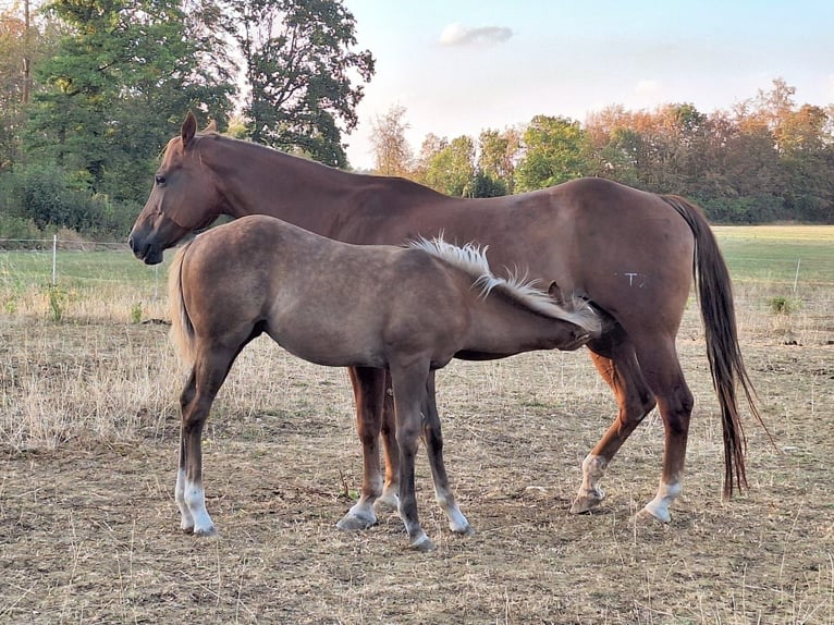 American Quarter Horse Hengst Fohlen (04/2026) Palomino in Sulz am Neckar