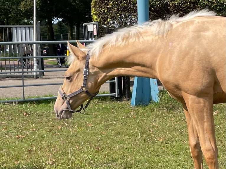 American Quarter Horse Hengst Fohlen (03/2024) Palomino in Vorstenbosch