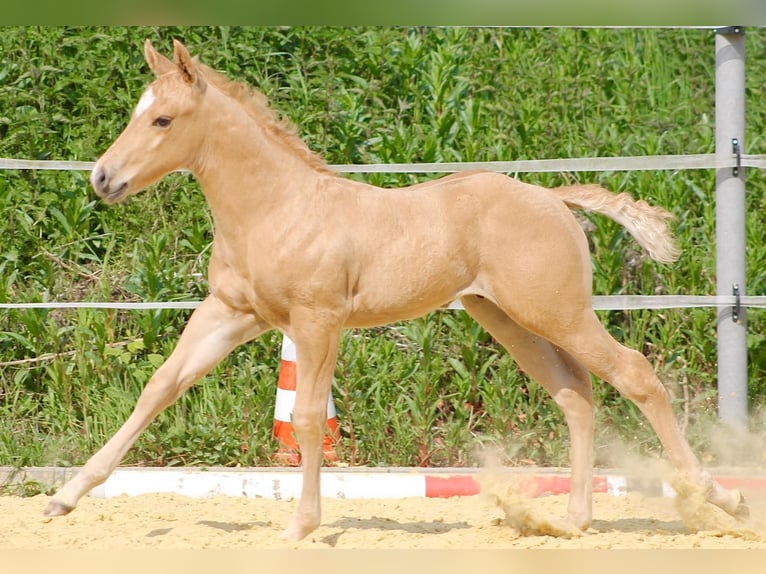 American Quarter Horse Hengst  Palomino in Greifenstein