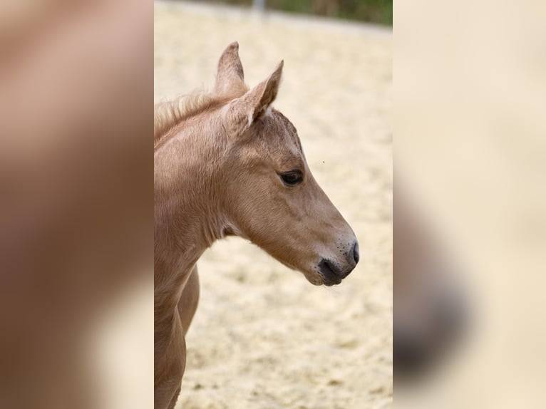 American Quarter Horse Hengst  Palomino in Greifenstein