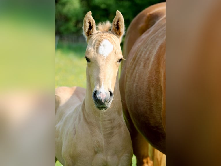 American Quarter Horse Hengst  Palomino in Greifenstein