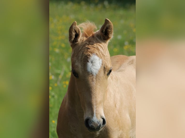 American Quarter Horse Hengst  Palomino in Greifenstein