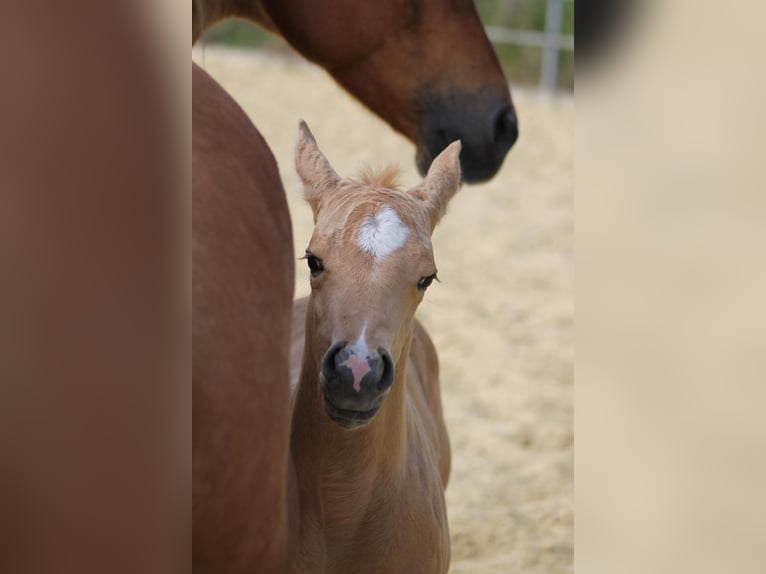 American Quarter Horse Hengst  Palomino in Greifenstein
