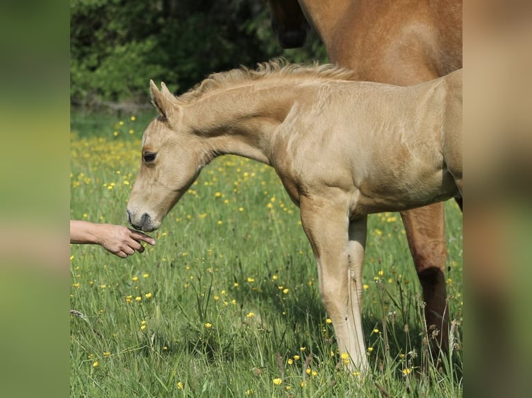 American Quarter Horse Hengst  Palomino in Greifenstein