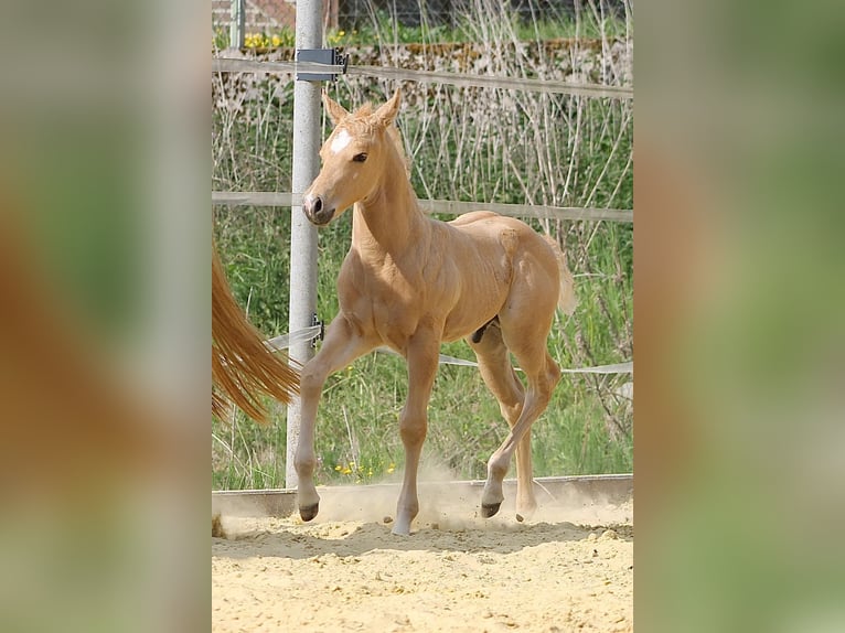 American Quarter Horse Hengst  Palomino in Greifenstein