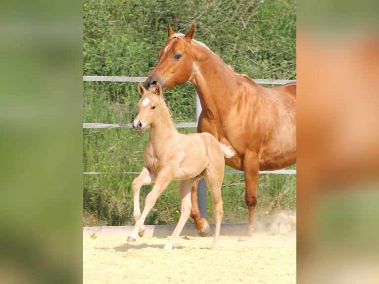 American Quarter Horse Hengst  Palomino in Greifenstein