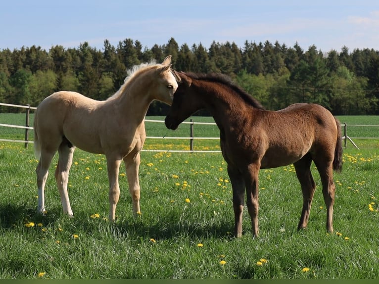 American Quarter Horse Hengst  Palomino in Schlammersdorf