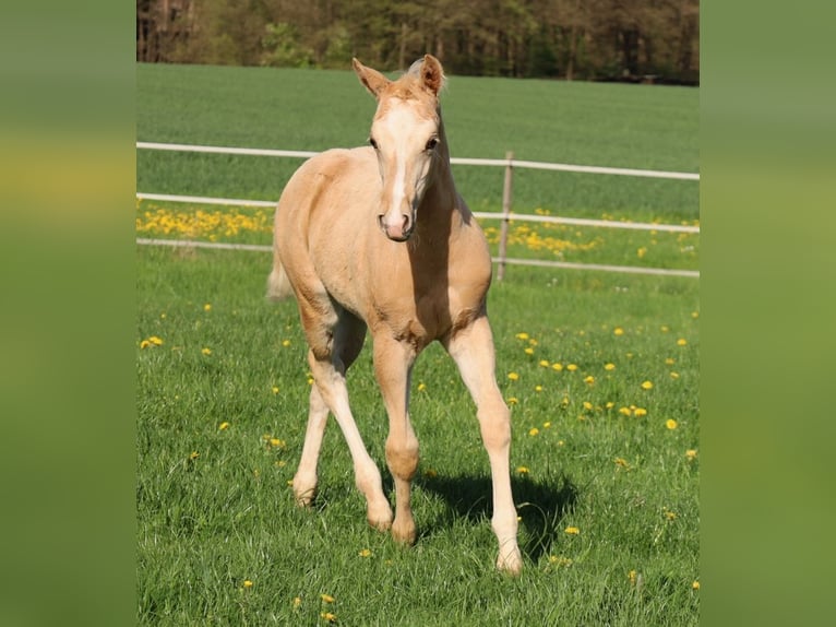 American Quarter Horse Hengst  Palomino in Schlammersdorf