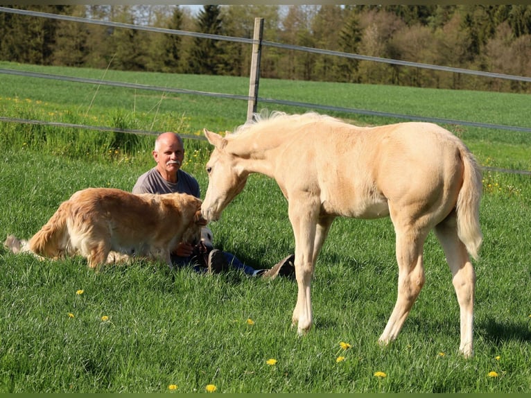 American Quarter Horse Hengst  Palomino in Schlammersdorf