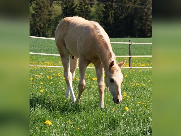 American Quarter Horse Hengst  Palomino in Schlammersdorf