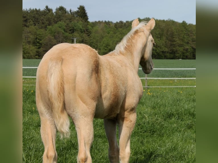 American Quarter Horse Hengst  Palomino in Schlammersdorf