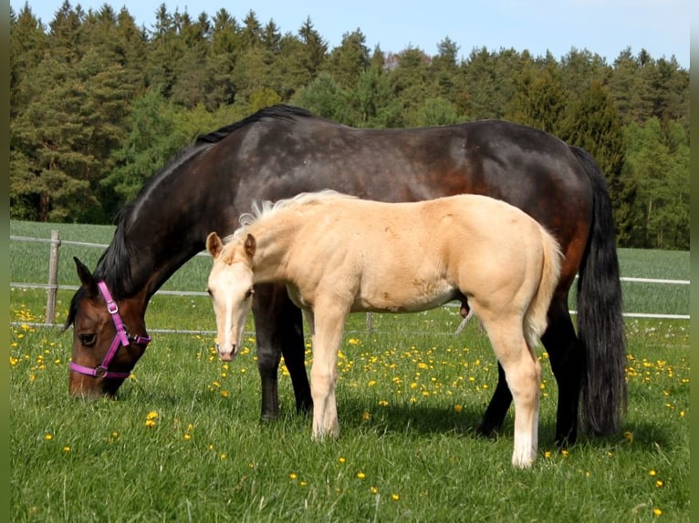 American Quarter Horse Hengst  Palomino in Schlammersdorf