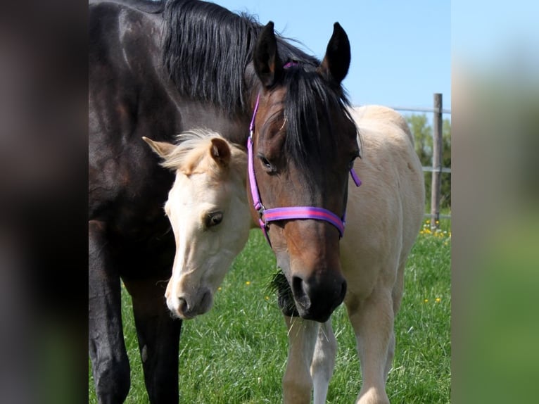 American Quarter Horse Hengst  Palomino in Schlammersdorf